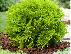 Туя западная Mirjam, C2