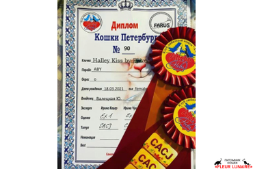 Диплом с выставки "Кошки Петербурга"