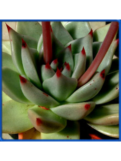 Echeveria agavoides