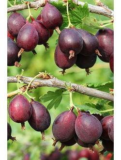 Крыжовник  Финик