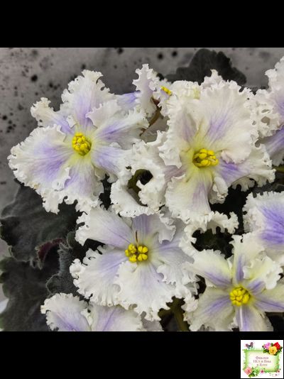 РМ-Золотой Берилл (Н.Скорнякова)