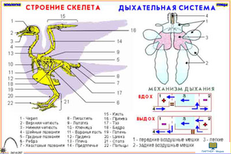 Зоология. Птицы (12 шт), комплект кодотранспарантов (фолий, прозрачных пленок)