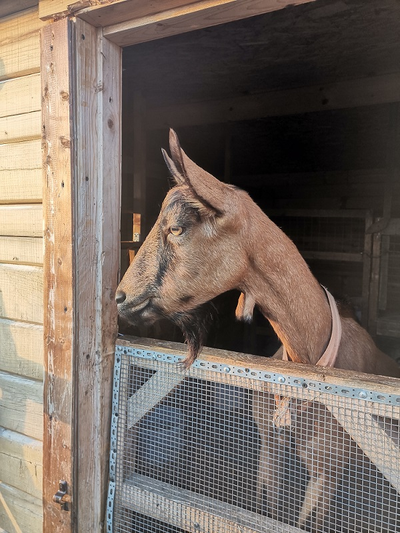Цельное козье молоко | ферма СытникЪ