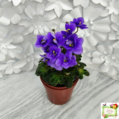 Mac's Pizza Pizzicato (G. McDonald) 01/31/2008 (гёрл-лист)