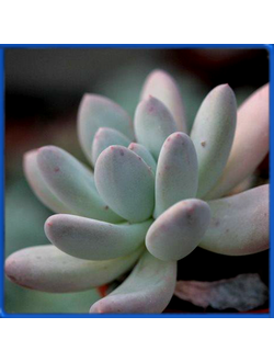 Pachyphytum glutinicaule