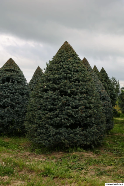Топиар Ель колючая Глаука в форме конуса - Glauca