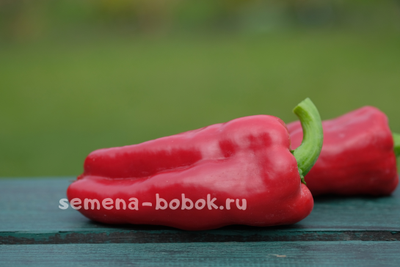 Перец сладкий Соседский (название условное), 10 шт