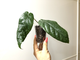 Ficus sp.(T25) aff villosus (big leaf)
