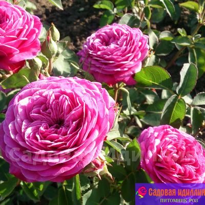 Хайди Клум (Heidi Klum)