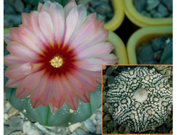 Astrophytum AS SUPER TOKUSHIRI X ASRF X AS MIRACLE - 5 семян