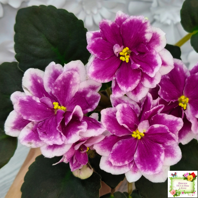 АВ-Последняя Любовь Самурая (Фиалковод) 2021 г. (лист посажен 19.01.26)