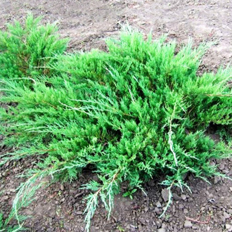 можжевельник казацкий "глаука"