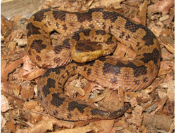 Горная куфия (Ovophis monticola)