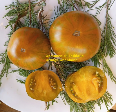 Томат Оранжевый Габбана (Orange Ghabbana), США