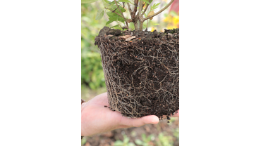 Корневая система