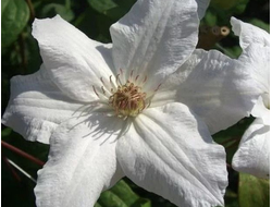 Клематис Fuyu-No-Tabi, C5