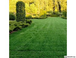 Рулонный газон Пикник-дачный