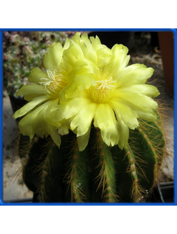 Eriocactus warasii