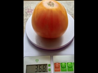 Томат Золото Алтая