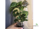 Acalypha wilkesiana ‘tricolor’ / акалифа триколор