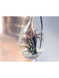 Флорариум Капелька Red