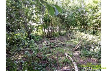 Начало вырубки