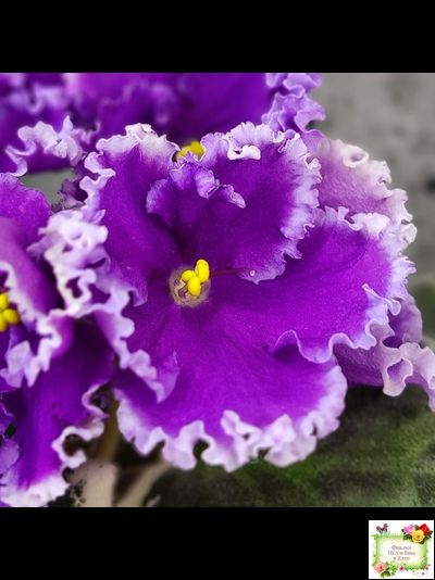 Dn-Юная Француженка (Д. Денисенко) 2016 г.