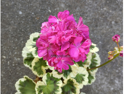 Пеларгония Ирида Фаворитка