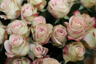 Upper Secret (Аппер Секрет),