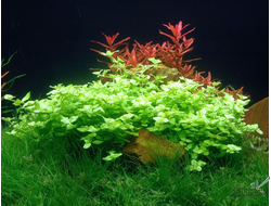 Лютик водный