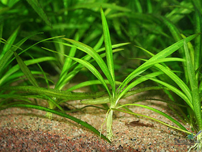 Эхинодорус квадрикостатус