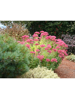 Очиток видный Brilliant (Седум)