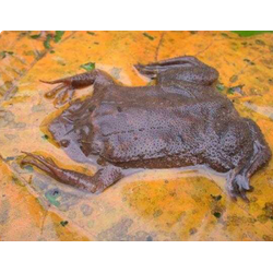 Суринамская пипа (Pipa pipa)