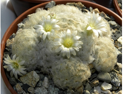 Mammillaria plumosa - 5 семян