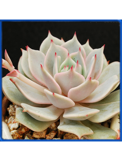 Echeveria 'Lola' x derenbergii