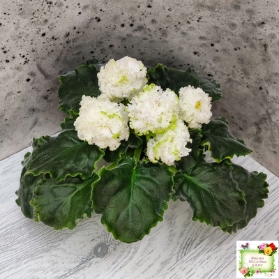 ЕК-Изумрудные Розы (Е.Коршунова) 2018 г.