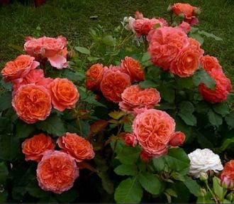 Эмильен Гийо  (Emilien Guillot), шраб. Massad