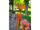 Sarracenia Flava var. Rubricorpora