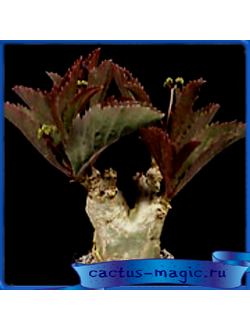 Cyphostemma juttae