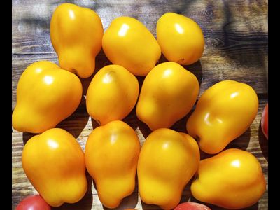 Томат Сливка Бендрика желтая