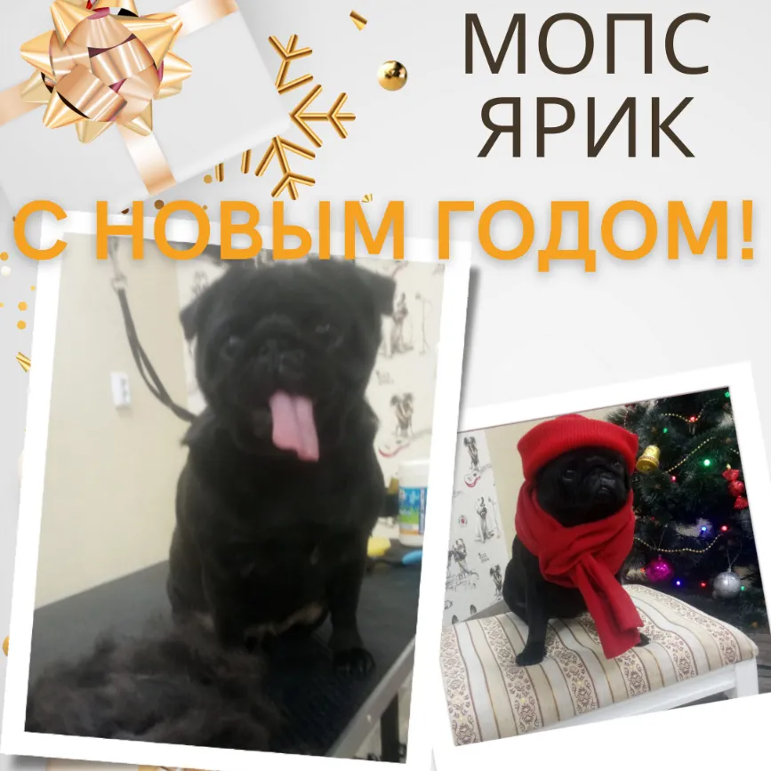 Мопс ЯРИК