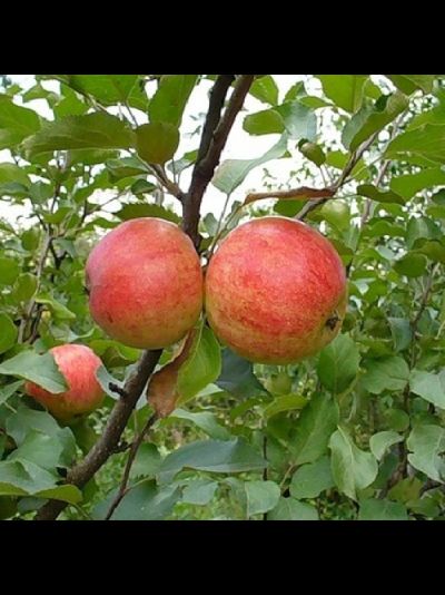 Арктик (яблоня)