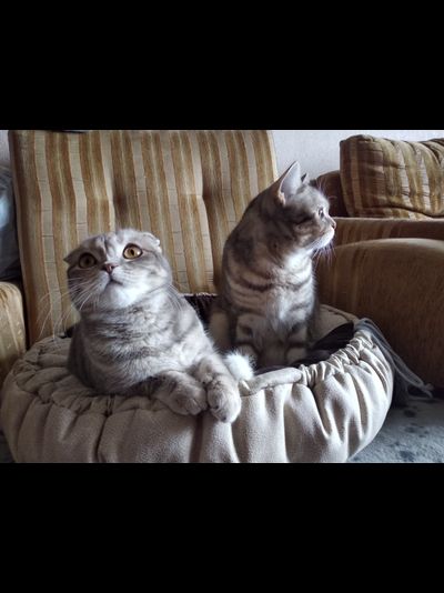 Матрас-лежак  трансформер  «Кокетка1»