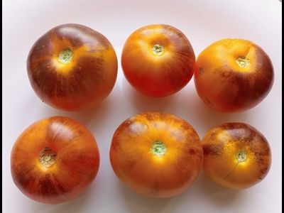 Томат Желтый дракон (Yellow Dragon)