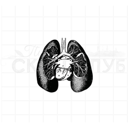 ФП штамп "Легкие" (а)