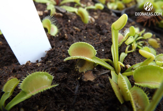 Dionaea muscipula Gb01