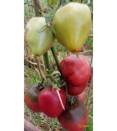 Томат Черное сердце с носиком от Борисовны (усл)