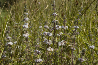 Мята болотная (Mentha pulegium) 5 мл - 100% натуральное эфирное масло