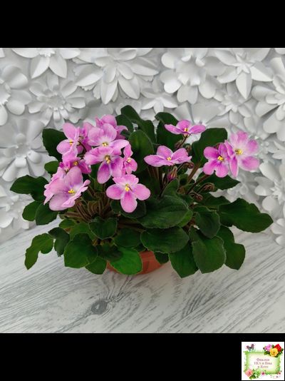 LV-Звезда в Ночи (Л. Шевелева) 2025 г. трейлер (клакамасный лонг)