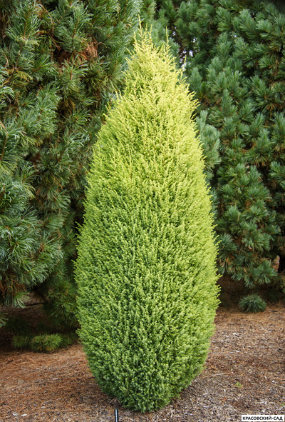 Можжевельник обыкновенный Голд Кон - Gold Cone